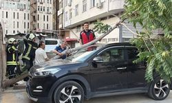 Kökü duvarın altında olan ağaç aracın üzerine devrildi