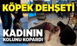 Tekmelere aldırmayan köpek kadının kolunu kopardı