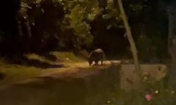 Köye inen ayı köylülere heyecan ve korku yaşattı