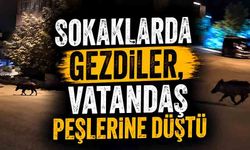 Mahalleye inen domuzları vatandaşlar kovaladı