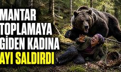 Mantar toplamaya giden kadın ayı saldırısında yaralandı
