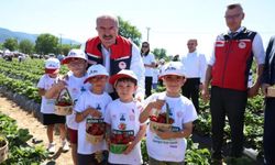 Meşhur Yenice çileğinin hasadı yapıldı