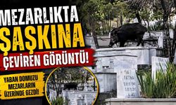 Mezarların üzerine çıkıp otlanan yaban domuzu görüntülendi