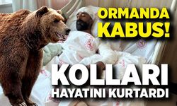 Ayının Pençesinden Kollarını Siper Ederek Kurtuldu