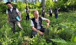 Ovacık Ormanlarında Sürdürülebilir Ormancılık çalışmaları yerinde incelendi