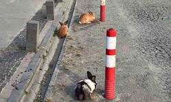 Sahil bandında görülen tavşanlar renkli görüntüler kattı