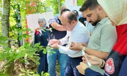 Savaşçı arılar kahverengi kokarcalar için salındı