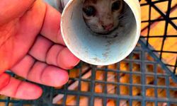 Sıkışan yavru kedi kurtarıldı