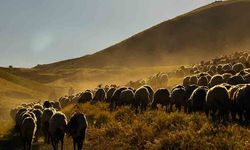 Tozlu yayla yolculuğu eşsiz manzaralar oluşturdu