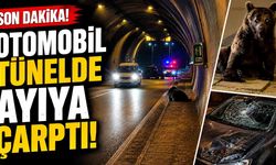 Otomobilin çarptığı ayı yaralandı