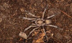 Türkiye'de ilk kez yeni bir tarantula cinsi kaydedildi