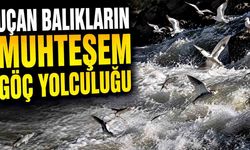 Uçan balıkların muhteşem göç yolculuğu gecikmeli olarak başladı