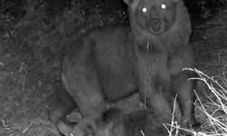 Vahşi yaşam fotokapana yansıdı