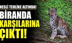 Nesli Tehlike Altında! Biranda karşılarına çıktı!