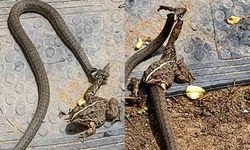 Yılanın, kurbağayı avlama anı cep telefonu ile görüntülendi