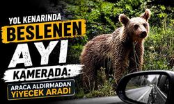 Yol kenarında beslenen ayı kamerada: Araca aldırmadan yiyecek aradı