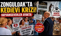 Zonguldak'ta kedievi krizi! Hayvanseverler ayakta