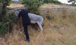 68 başıboş hayvan toplandı