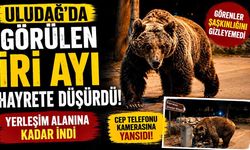 Uludağ'da görülen iri ayı hayrete düşürdü