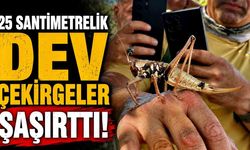 Etçil çekirgeler boyutlarıyla dikkat çekti