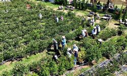 Alzheimer Hastaları Yaban Mersini Topladı