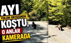 Ayı yolun ortasında koştu, o anlar kamerada