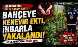 Bahçeye kenevir ekti, ihbarla yakalandı