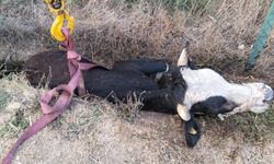 Bolu'da kanala düşen inek için itfaiye seferber oldu
