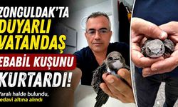 Zonguldak'ta Duyarlı Vatandaş Ebabil Kuşunu Kurtardı
