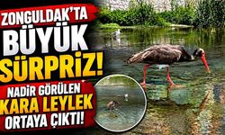 Zonguldak’ta nadir görülen Kara Leylek görüntülendi