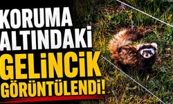 Koruma altındaki gelincik Ilgaz Dağı'nda görüntülendi