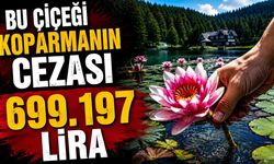 Bolu'da bu çiçeği koparmanın cezası 699 bin 197 lira