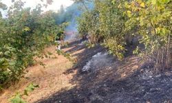 Düzce’de fındıklıkta korkutan yangın
