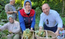 Düzce'de ıhlamur hasadı başladı