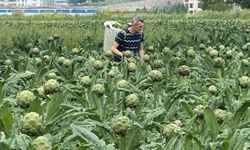 İzmir tahtını kaybediyor; enginarın yeni başkenti Bursa oluyor