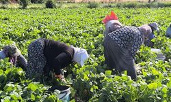 Fasulyede hasat maratonu başladı