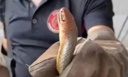 Feribottan inen araçtan yılan çıktı