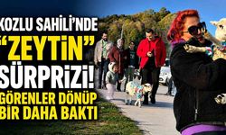 Kozlu Sahili’nde “Zeytin” sürprizi! Görenler dönüp bir daha baktı