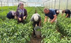 Yüzde 50 hibe destekli modern seralarda ilk hasat başladı