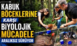 Kabuk böceklerine karşı biyolojik mücadele aralıksız sürüyor