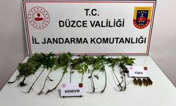 Kenevir bitkileri ve fişekler ele geçirildi