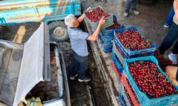 'Napolyon' kirazda bereket yaşanıyor