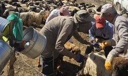 Hız kesmeyen sağlık mesaisi: Şarbon aşılama çalışmaları sürüyor