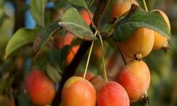Tıbbi ve aromatik meyveler orman köylüsüne gelir kapısı oluyor