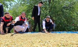 Ulukale dutunda bu yıl 650 ton rekolte beklentisi