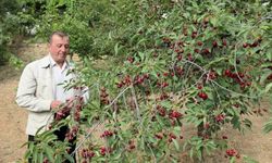 Kütahyalı vişne üreticileri taban fiyat ve fiyat istikrarı istiyor