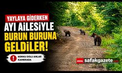 Yaylaya giderken ayı ve yavrularıyla karşılaştılar