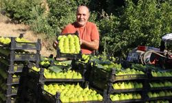 Dünyanın ilk incirinde son hasat bereketi
