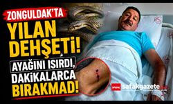 Zonguldak'ta Yılan Dehşeti! Ayağını Isırdı, Dakikalarca Bırakmadı