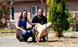 8 ayda 621 kedi ve köpek sahiplendirildi